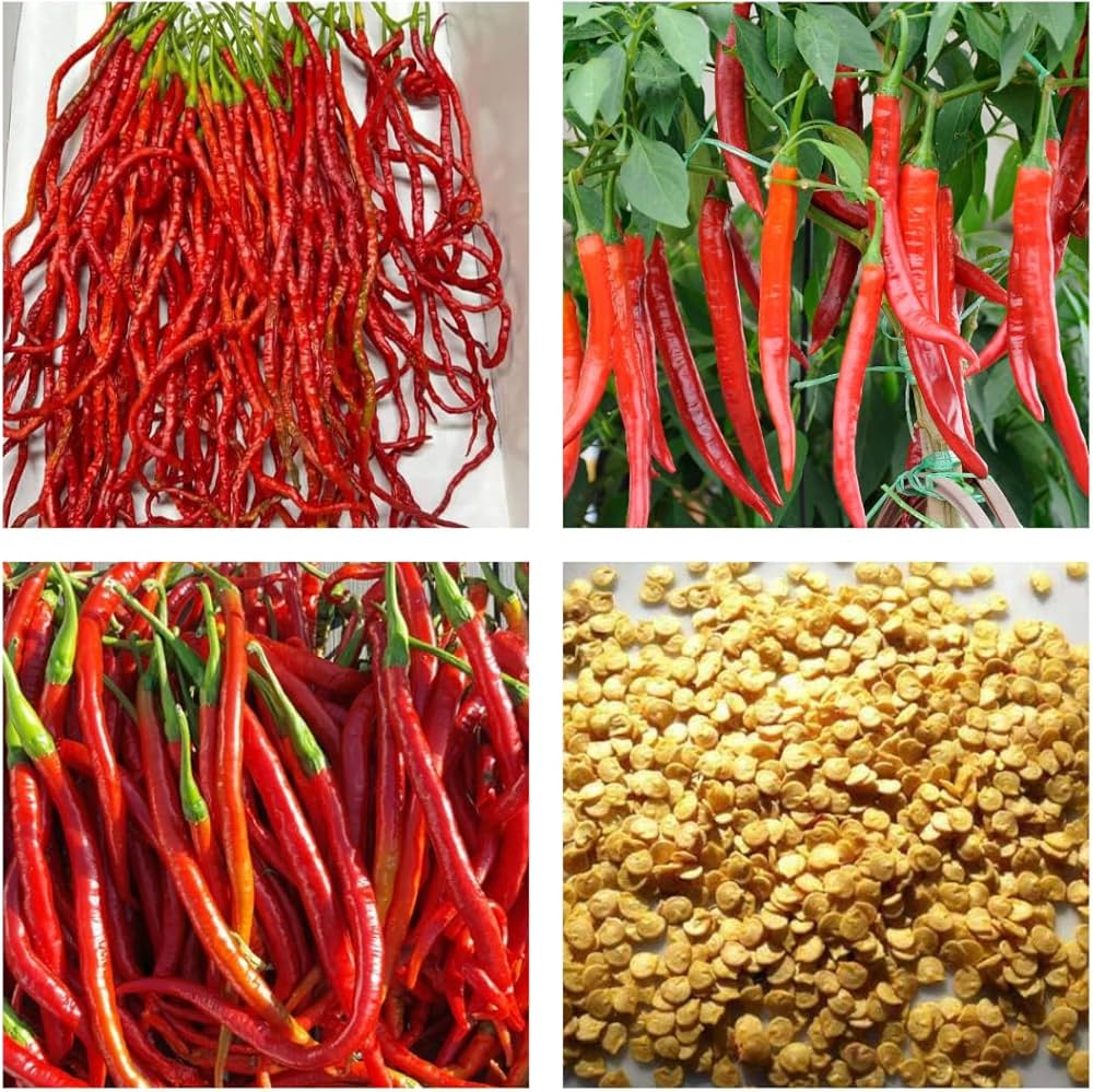 Red pickled bubble hot chili pepper plant grown from seeds with round red fruits and fiery flavor